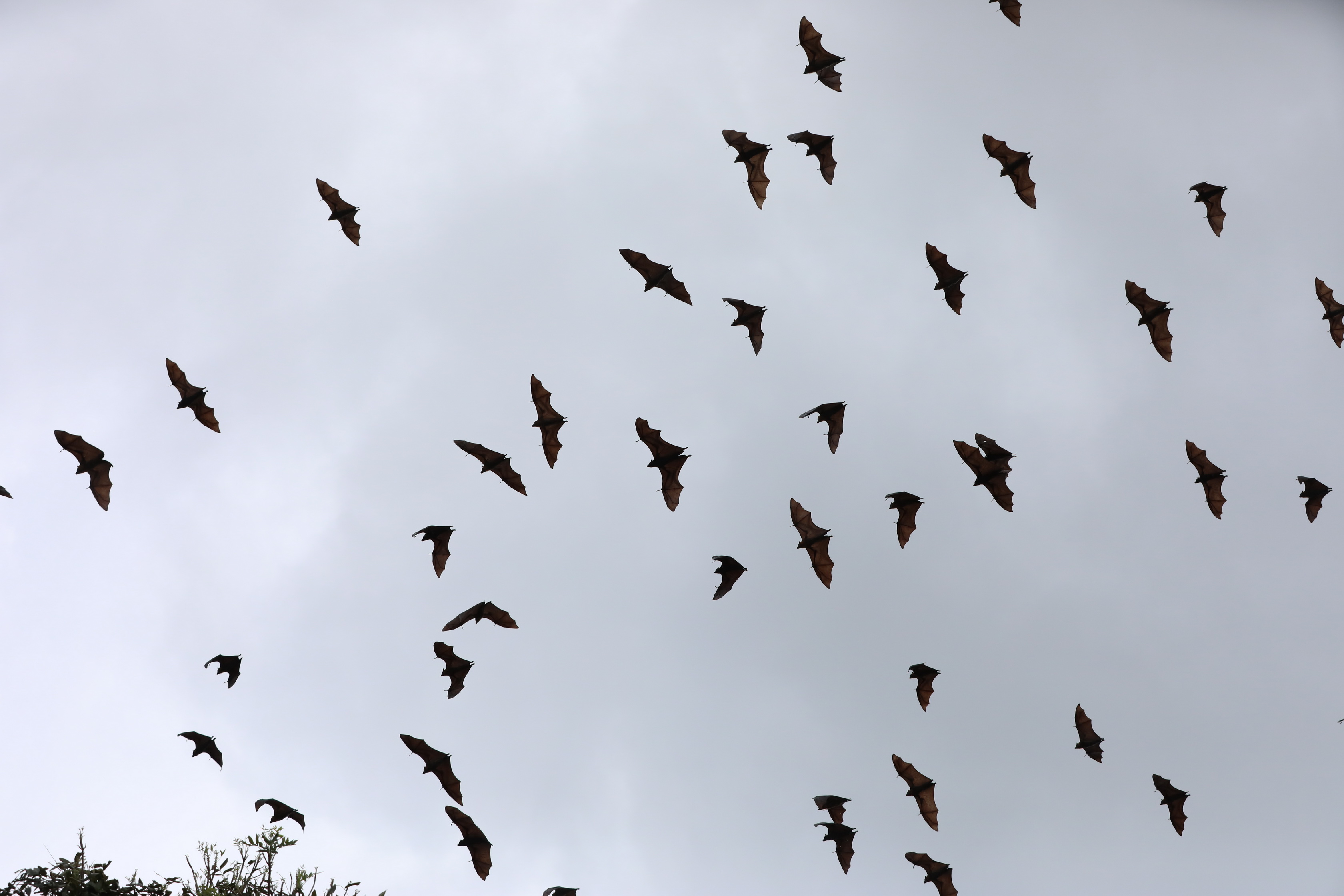 Flying-foxes / Fruit Bats